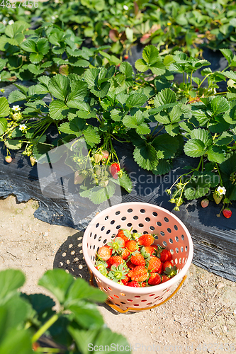 Image of Basket of fresh strawberries in the field