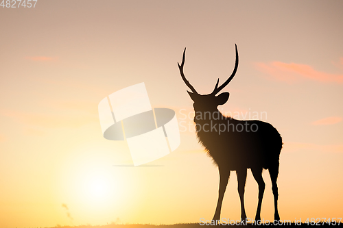 Image of Deer Stag with sunset
