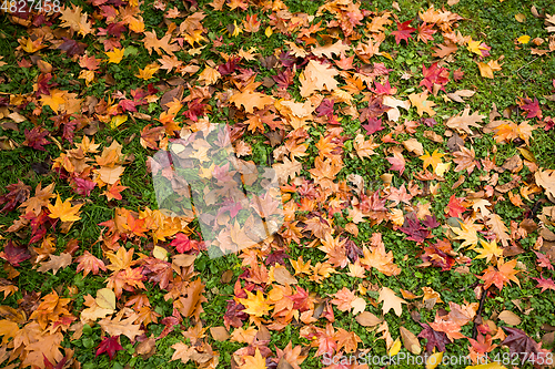 Image of Colorful autumn leaves