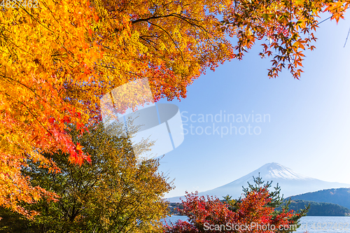 Image of Mt. Fuji and autumn foliage at Lake Kawaguchi