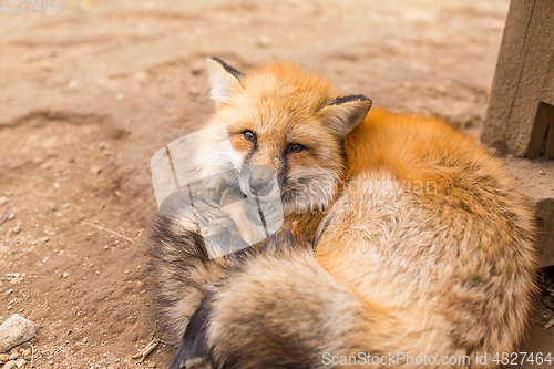 Image of Tried red fox