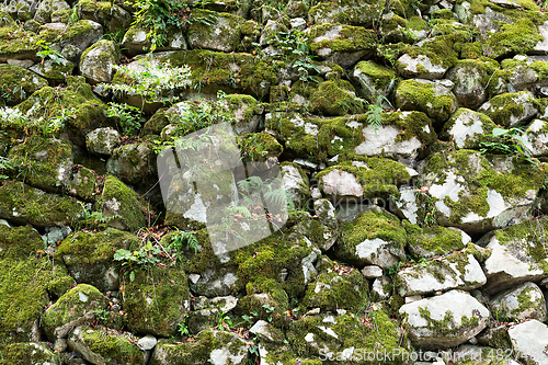 Image of Stone wall moss