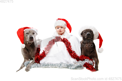 Image of two thai rifgbeck dogs in christmas caps with baby