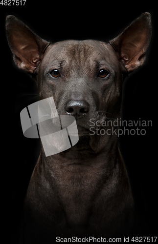 Image of beautiful young thai ridgeback dog on black background