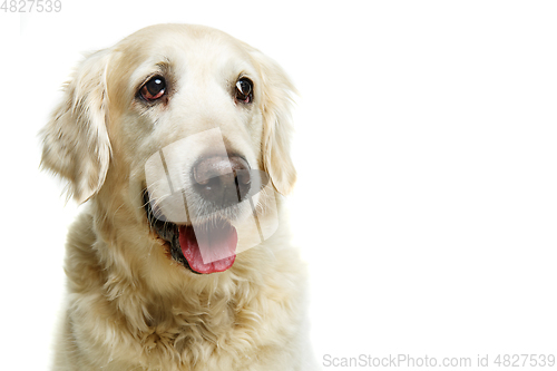 Image of beautiful adult golden retriver dog on white background