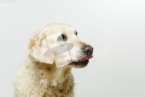 Image of beautiful adult golden retriver dog on white background