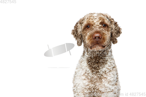 Image of beautiful lagotto romagnolo dog on white background