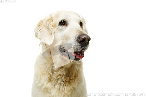 Image of beautiful adult golden retriver dog on white background