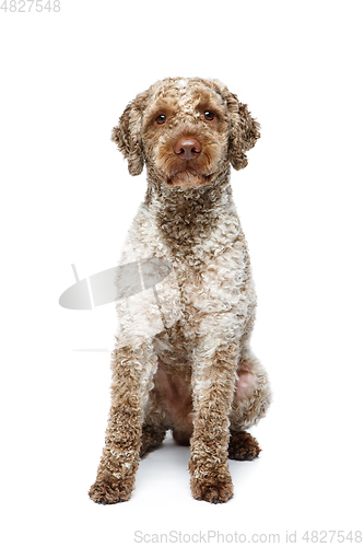 Image of beautiful lagotto romagnolo dog on white background