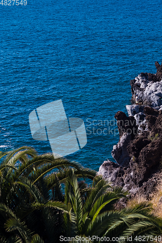 Image of beautiful view on blue ocean water and palm tree