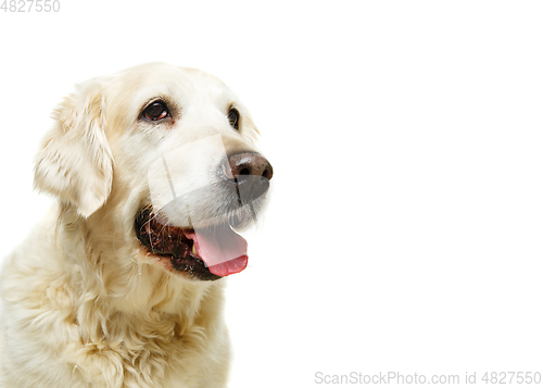 Image of beautiful adult golden retriver dog on white background