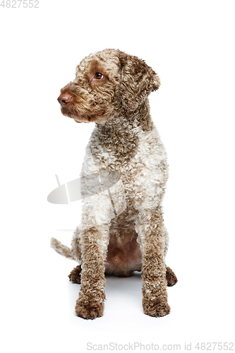 Image of beautiful lagotto romagnolo dog on white background