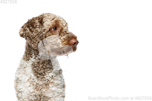 Image of beautiful lagotto romagnolo dog on white background