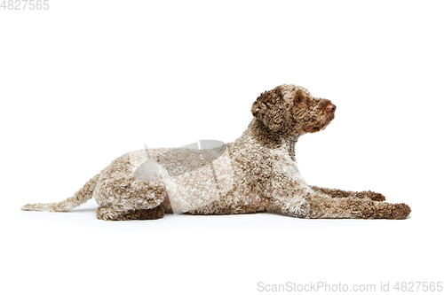 Image of beautiful lagotto romagnolo dog on white background