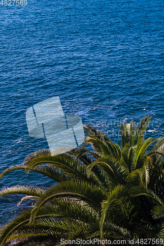 Image of beautiful view on blue ocean water and palm tree