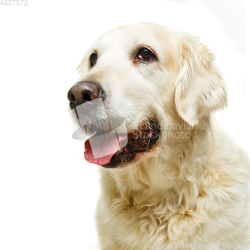 Image of beautiful adult golden retriver dog on white background