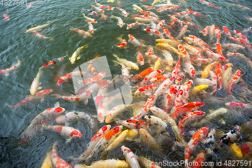 Image of Koi carps swimming in the Pond