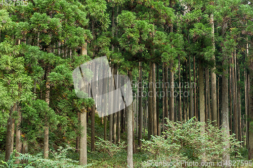 Image of Tropical Greenery Forest