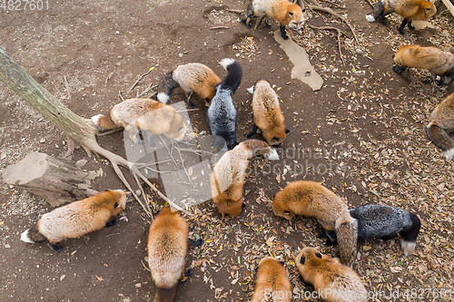 Image of Fox eating snack