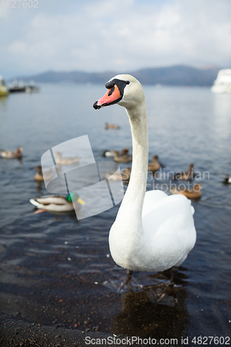 Image of Swan on the lake