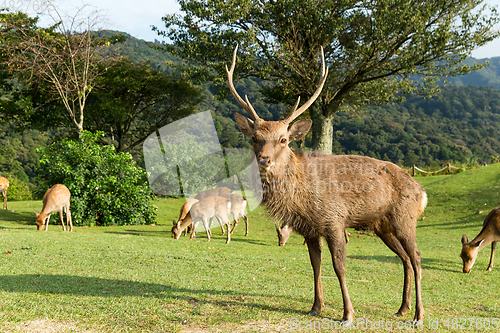 Image of Male deer at the mountain