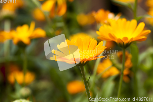 Image of Flowers of marigold, field