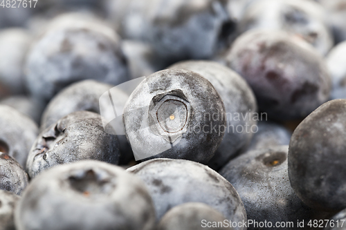 Image of Blue ripe blueberries