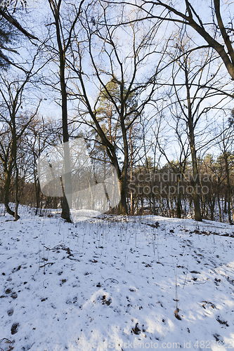 Image of Winter forest, close-up