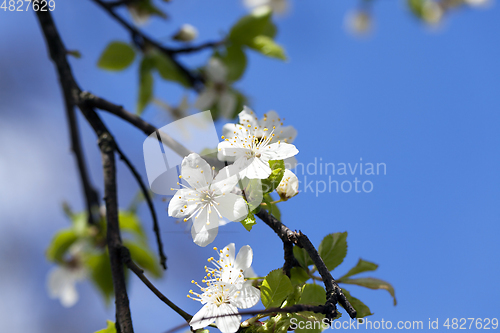 Image of cherry blossoms, close-up