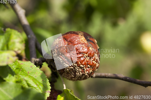 Image of fruit garden harvest