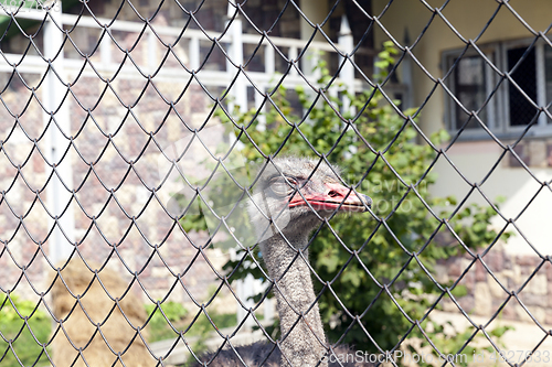 Image of Ostrich in the zoo, close-up