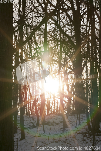 Image of Winter forest, close-up