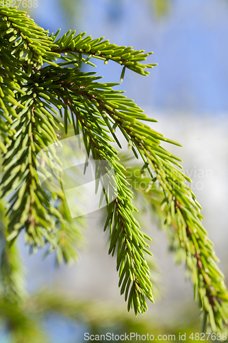 Image of young branches of spruce
