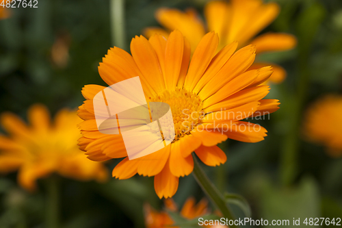 Image of Marigold flowers