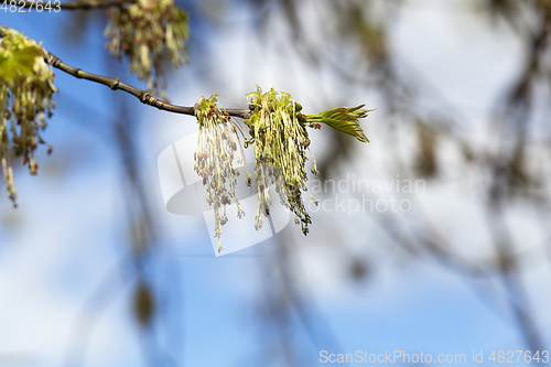 Image of Spring time, tree