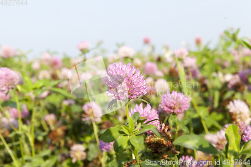 Image of Red clover, field