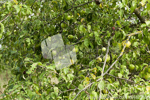 Image of Green apples on the tree