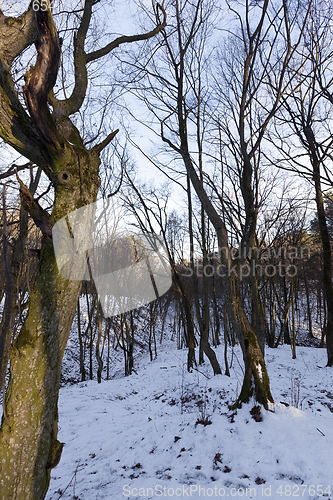 Image of Deciduous trees in winter