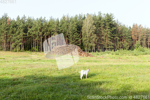 Image of tree trunks, logging