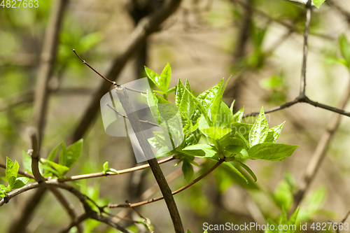 Image of Spring time of the year