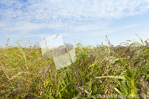 Image of agricultural field with green