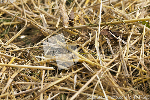 Image of dry yellow straw