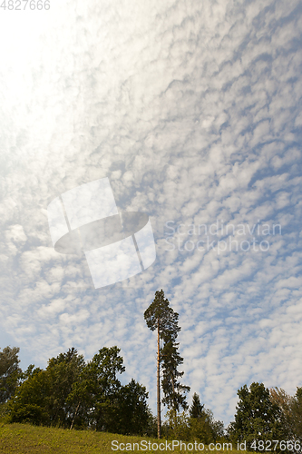 Image of Trees on a hill, close-up