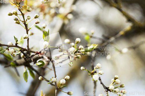 Image of cherry blossoms, close-up