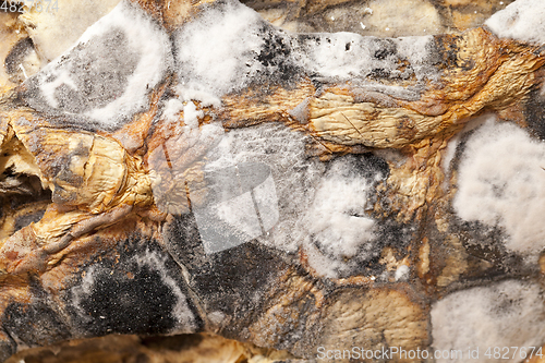 Image of Rotten pumpkin, close-up