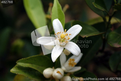 Image of Flower White