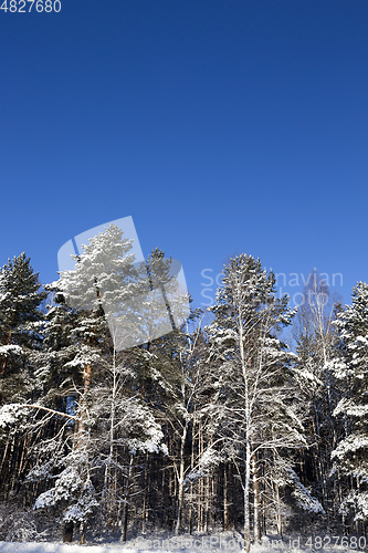 Image of Winter forest, close-up