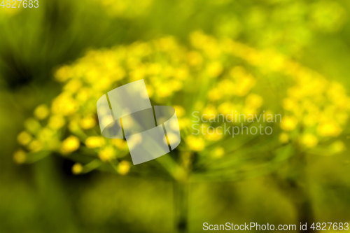 Image of umbrella and dill leaves