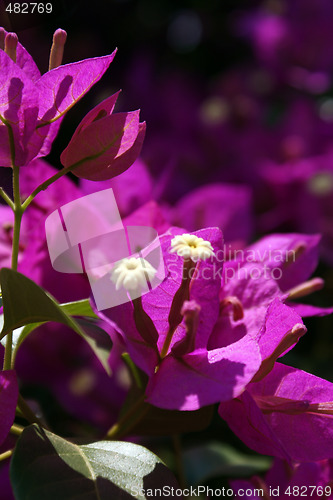 Image of Macro Flower Pink