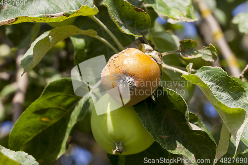 Image of rotten apple on a tree